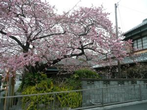 4月の定休日のお知らせ